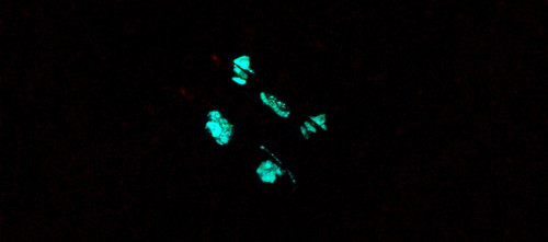 انگشتر ست شبتاب مدل گربه و پنجه